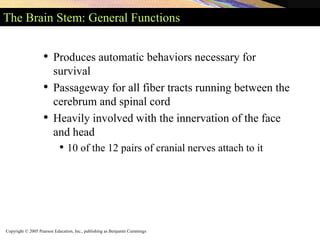 Copyright © 2005 Pearson Education, Inc., publishing as Benjamin Cummings
The Brain Stem: General Functions
• Produces automatic behaviors necessary for
survival
• Passageway for all fiber tracts running between the
cerebrum and spinal cord
• Heavily involved with the innervation of the face
and head
• 10 of the 12 pairs of cranial nerves attach to it
 