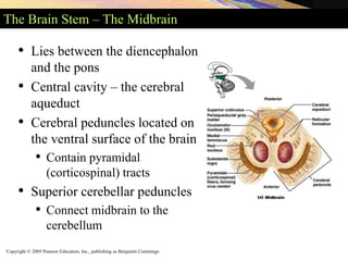 Copyright © 2005 Pearson Education, Inc., publishing as Benjamin Cummings
The Brain Stem – The Midbrain
• Lies between the diencephalon
and the pons
• Central cavity – the cerebral
aqueduct
• Cerebral peduncles located on
the ventral surface of the brain
• Contain pyramidal
(corticospinal) tracts
• Superior cerebellar peduncles
• Connect midbrain to the
cerebellum
 