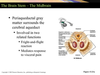 Copyright © 2005 Pearson Education, Inc., publishing as Benjamin Cummings Figure 13.21a
The Brain Stem – The Midbrain
• Periaqueductal gray
matter surrounds the
cerebral aqueduct
• Involved in two
related functions
• Fright-and-flight
reaction
• Mediates response
to visceral pain
 
