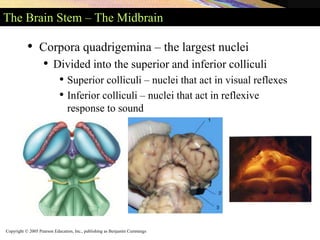 Copyright © 2005 Pearson Education, Inc., publishing as Benjamin Cummings
The Brain Stem – The Midbrain
• Corpora quadrigemina – the largest nuclei
• Divided into the superior and inferior colliculi
• Superior colliculi – nuclei that act in visual reflexes
• Inferior colliculi – nuclei that act in reflexive
response to sound
 
