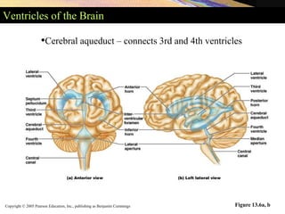 Copyright © 2005 Pearson Education, Inc., publishing as Benjamin Cummings
Ventricles of the Brain
Figure 13.6a, b
•Cerebral aqueduct – connects 3rd and 4th ventricles
 