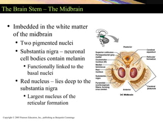 Copyright © 2005 Pearson Education, Inc., publishing as Benjamin Cummings
The Brain Stem – The Midbrain
• Imbedded in the white matter
of the midbrain
• Two pigmented nuclei
• Substantia nigra – neuronal
cell bodies contain melanin
• Functionally linked to the
basal nuclei
• Red nucleus – lies deep to the
substantia nigra
• Largest nucleus of the
reticular formation
 
