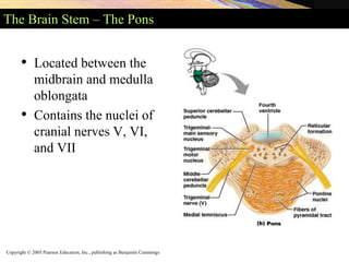 Copyright © 2005 Pearson Education, Inc., publishing as Benjamin Cummings
The Brain Stem – The Pons
• Located between the
midbrain and medulla
oblongata
• Contains the nuclei of
cranial nerves V, VI,
and VII
 