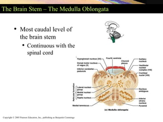 Copyright © 2005 Pearson Education, Inc., publishing as Benjamin Cummings
The Brain Stem – The Medulla Oblongata
• Most caudal level of
the brain stem
• Continuous with the
spinal cord
 