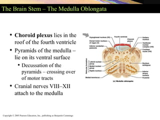 Copyright © 2005 Pearson Education, Inc., publishing as Benjamin Cummings
The Brain Stem – The Medulla Oblongata
• Choroid plexus lies in the
roof of the fourth ventricle
• Pyramids of the medulla –
lie on its ventral surface
• Decussation of the
pyramids – crossing over
of motor tracts
• Cranial nerves VIII–XII
attach to the medulla
 