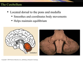 Copyright © 2005 Pearson Education, Inc., publishing as Benjamin Cummings
The Cerebellum
• Located dorsal to the pons and medulla
• Smoothes and coordinates body movements
• Helps maintain equilibrium
 