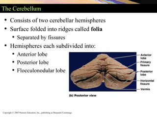 Copyright © 2005 Pearson Education, Inc., publishing as Benjamin Cummings
The Cerebellum
• Consists of two cerebellar hemispheres
• Surface folded into ridges called folia
• Separated by fissures
• Hemispheres each subdivided into:
• Anterior lobe
• Posterior lobe
• Flocculonodular lobe
 