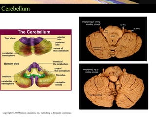 Copyright © 2005 Pearson Education, Inc., publishing as Benjamin Cummings
Cerebellum
 