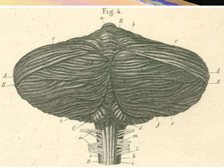Copyright © 2005 Pearson Education, Inc., publishing as Benjamin Cummings
 