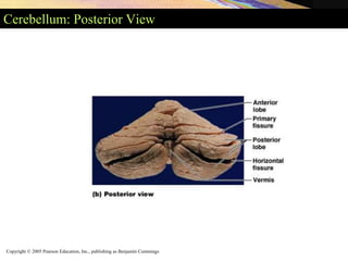 Copyright © 2005 Pearson Education, Inc., publishing as Benjamin Cummings
Cerebellum: Posterior View
 