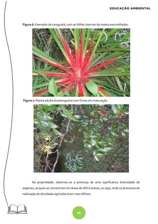 88
Figura 6: Exemplar de caraguatá, com as folhas internas da roseta avermelhadas.
Figura 7: Planta adulta da pitangueira com frutos em maturação.
Na propriedade, observou-se a presença de uma significativa diversidade de
espécies, as quais se concentram em áreas de difícil acesso, ou seja, onde os processos de
realização de atividades agrícolas eram mais difíceis.
 