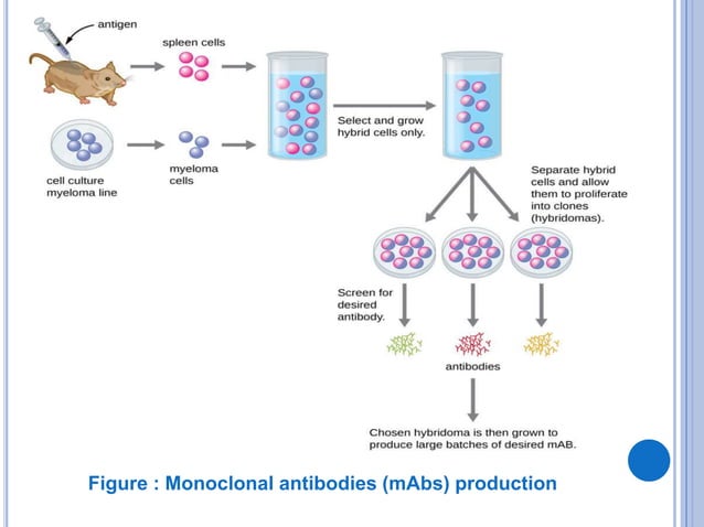 Monoclonal and Polyclonal Antibodies | PPTX | Blood Disorders ...