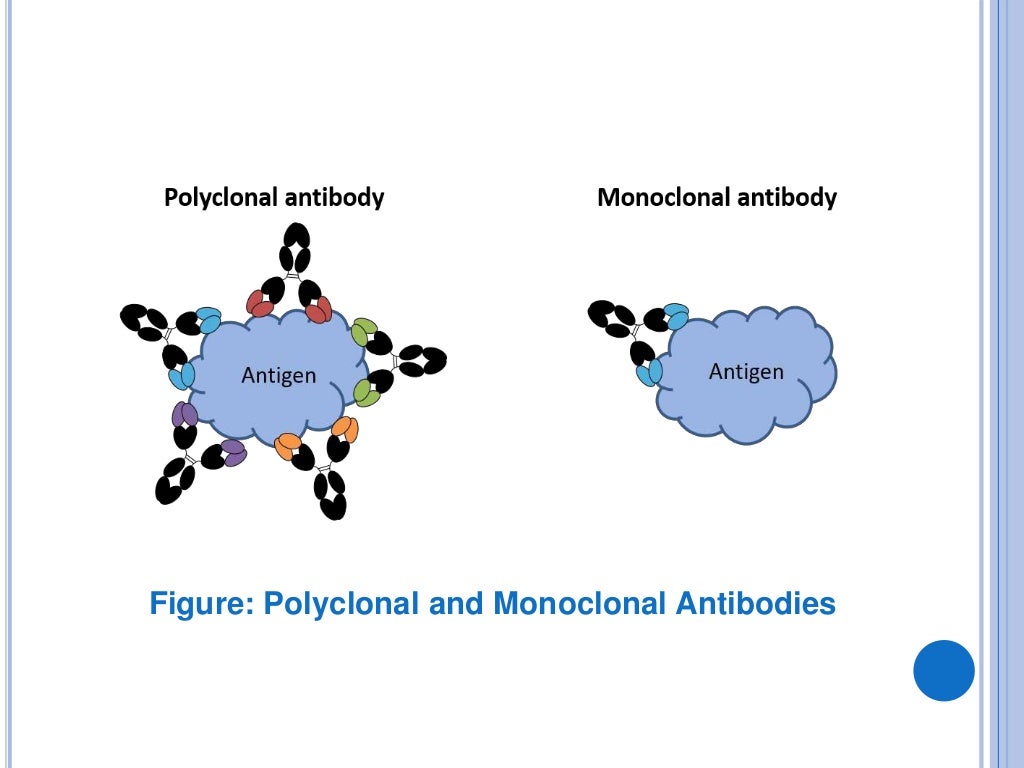 Monoclonal and polyclonal antibodies