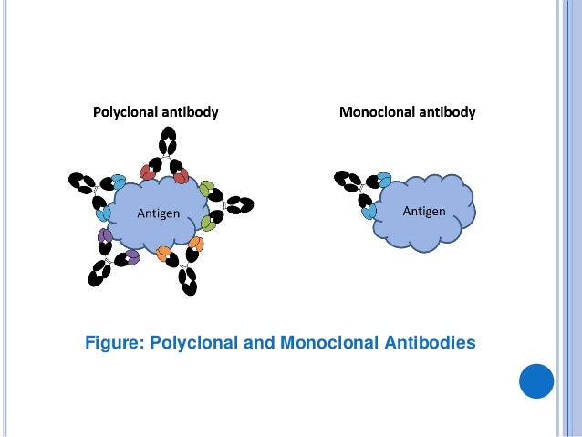 monoclonal and polyclonal antibodies polyclonal antibodies