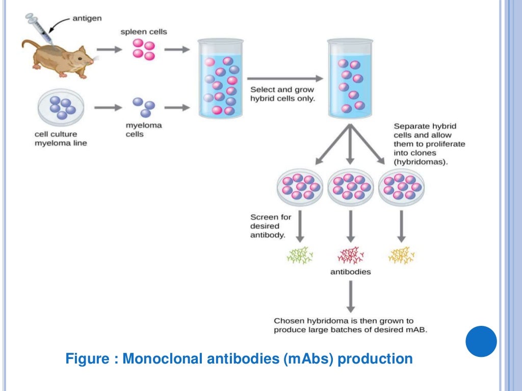 Monoclonal And Polyclonal Antibodies
