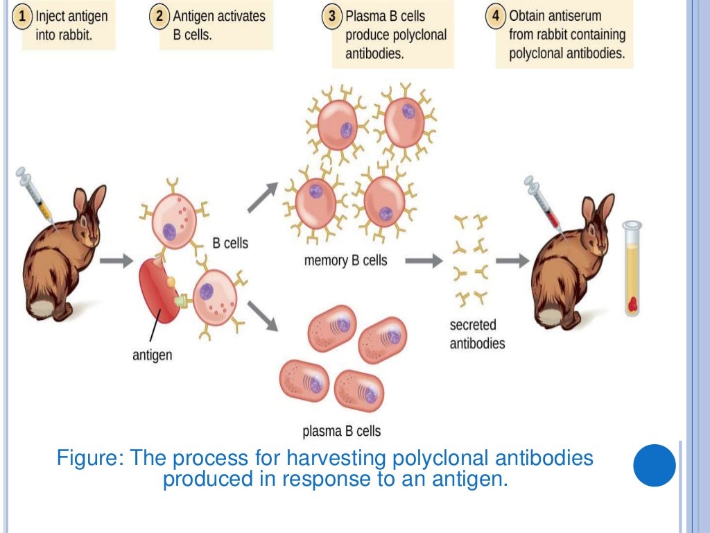Monoclonal and Polyclonal Antibodies