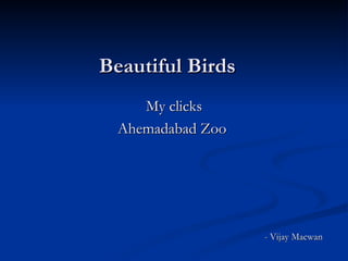 Beautiful Birds My clicks Ahemadabad Zoo  - Vijay Macwan 