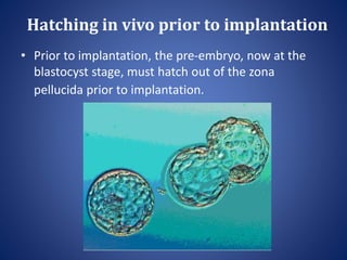Hatching in vivo prior to implantation
• Prior to implantation, the pre-embryo, now at the
blastocyst stage, must hatch out of the zona
pellucida prior to implantation.
 