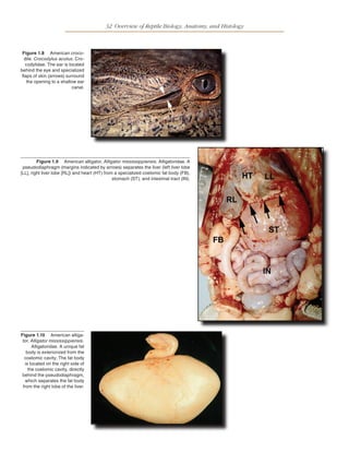 Infectious Diseases And Pathology Of Reptiles Color Atlas And Text ...