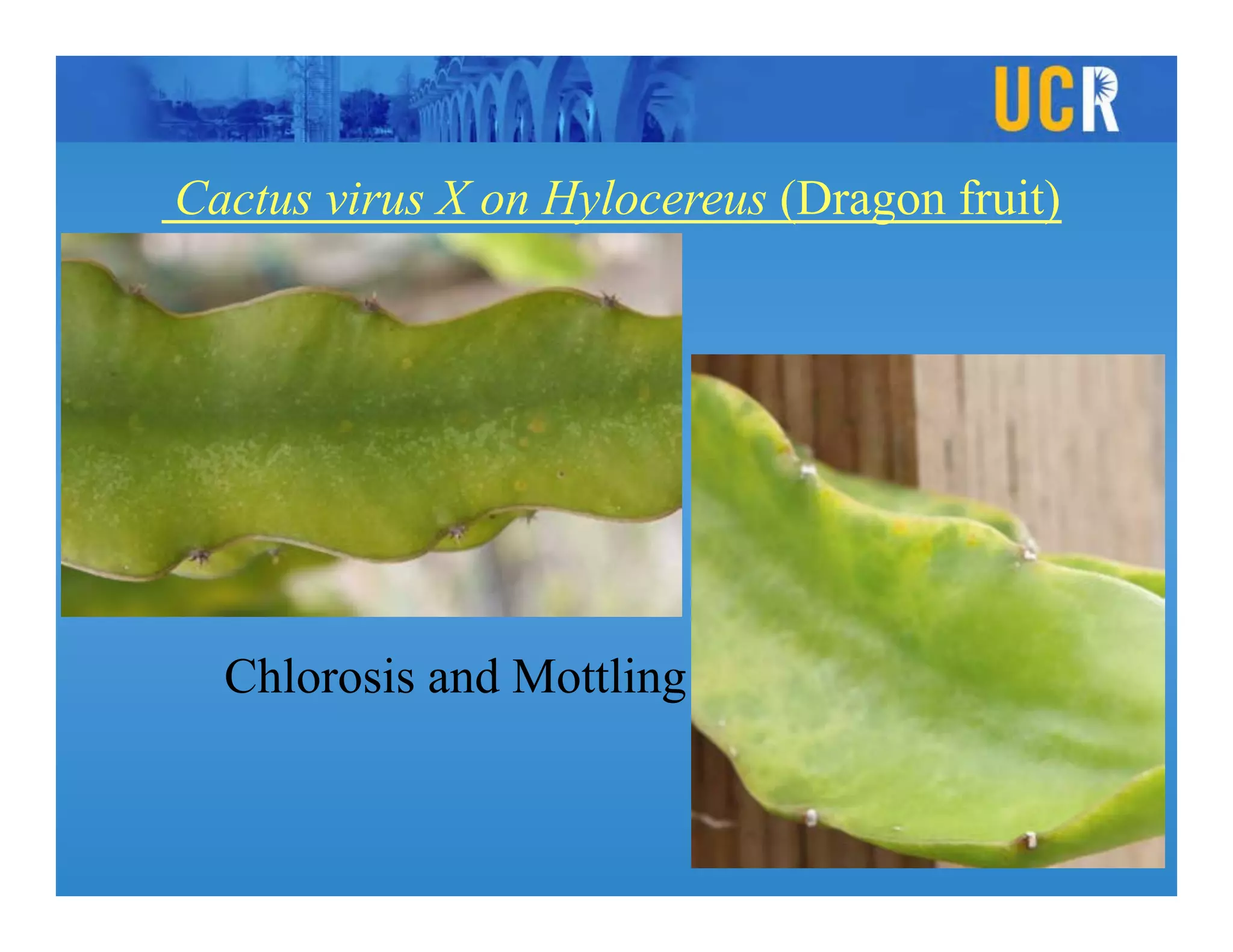 viruses and viral Diseases of Cacti and Succulents