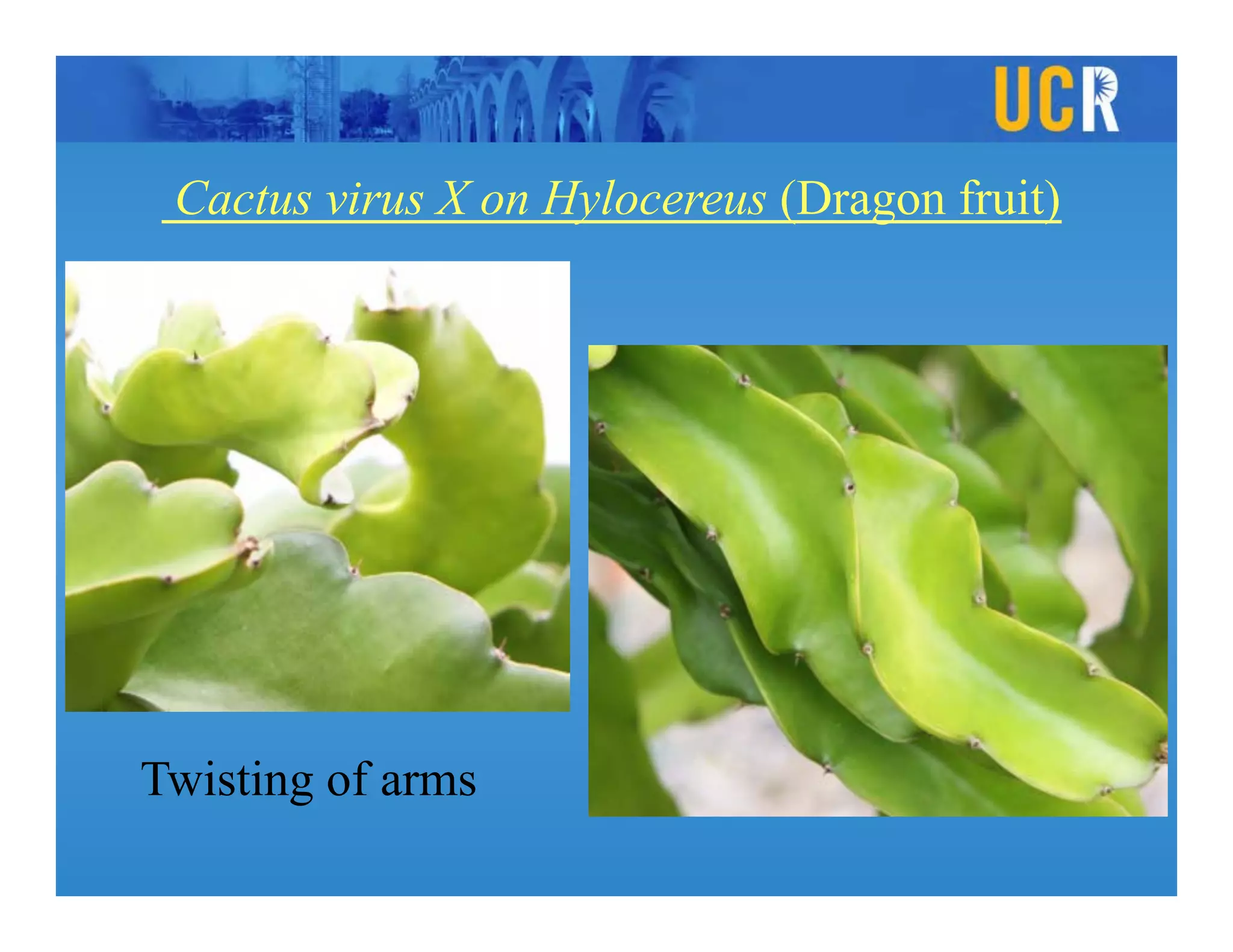 viruses and viral Diseases of Cacti and Succulents