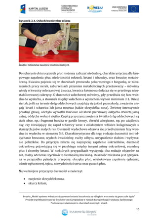 Projekt „Model systemu wdrażania i upowszechniania kształcenia na odległość w uczeniu się przez całe życie”
Projekt współfinansowany ze środków Unii Europejskiej w ramach Europejskiego Funduszu Społecznego
Podstawowe wiadomości o chorobach zwierząt i lekach
10
Rysunek 3.4. Osłuchiwanie płuc u kota
Do schorzeń obturacyjnych płuc możemy zaliczyć niedodmę, charakterystyczną dla kru-
powego zapalenia płuc, niedrożności oskrzeli, krtani i tchawicy, oraz kwasicę metabo-
liczną. Kwasica pojawia się w chorobach przewodu pokarmowego z biegunką, w zabu-
rzeniach pracy nerek, zaburzeniach przemian metabolicznych przeżuwaczy – mówimy
wtedy o kwasicy mleczanowej żwacza, kwasica ketonowa dołącza się w przebiegu nieu-
stabilizowanej cukrzycy. O duszności wdechowej mówimy, gdy przedłuża się faza wde-
chu do wydechu, a stosunek między wdechem a wydechem wynosi minimum 3:1. Dzieje
się tak, jeśli na terenie dróg oddechowych znajdują się jakieś przeszkody, zwężeniu ule-
gają krtań i tchawica lub jama nosowa (także skrzydełka nosa). Zwierzę intensywnie
prostuje głowę, odchyla wyrostki łokciowe od klatki piersiowej, oddycha otwartą jamą
ustną, oddycha wolno i ciężko. Częstą przyczyną zwężenia światła dróg oddechowych są
ciała obce, np.: fragment buraka w gardle krowy, obrzęki alergiczne, np. po użądleniu
osy, czy rozwijający się zapad tchawicy wraz z osłabieniem włókien kolagenowych u
starszych psów małych ras. Duszność wydechowa objawia się przedłużeniem fazy wde-
chu do wydechu w stosunku 5:8. Charakterystyczne dla tego rodzaju duszności jest od-
dychanie brzuszne, wydech dwudzielny, ruchy odbytu, uwypuklenie słabizn i wydyma-
nie policzków. Do przyczyn zalicza się najczęściej zapalenie oskrzelików, duszność
oskrzelową pojawiającą się w przebiegu między innymi astmy oskrzelowej, rozedmę
płuc i choroby krtani. W niektórych przypadkach występują oba rodzaje objawów na
raz, mamy wtenczas styczność z dusznością mieszaną. Duszność mieszana jest opisywa-
na w przypadku pęknięcia przepony, obrzęku płuc, wysiękowym zapaleniu opłucnej,
odmie opłucnowej, tężcu, niewydolności serca oraz guzach płuc.
Najważniejsze przyczyny duszności u zwierząt:
 zwężenie skrzydełek nosa,
 skurcz krtani,
 