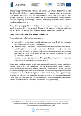 Projekt „Model systemu wdrażania i upowszechniania kształcenia na odległość w uczeniu się przez całe życie”
Projekt współfinansowany ze środków Unii Europejskiej w ramach Europejskiego Funduszu Społecznego
Podstawowe wiadomości o chorobach zwierząt i lekach
29
Odruchy mogą być wzmożone, osłabione lub zniesione. Ważne dla diagnostyki są odru-
chy skórne, odruch kłębowy u koni, odruch podeszwowy u psów, odruch wymieniowy u
krów. Odruch rogówkowy i odruch spojówkowy wywołują zamknięcie powiek. Mogą
wystąpić zaburzenia w odruchu połykania. Do odruchów głębokich zaliczamy odruch
kolanowo-rzepkowy, odruch ścięgna Achillesa, odruch mięśnia piszczelowego przednie-
go, odruch nadgarstkowy.
Bolesność kręgosłupa jest typowa dla koni i psów starszych i związana jest ze zmianami
spondylotycznymi lub reumatycznymi. Zdarza się też zapalenie chrząstek międzykrę-
gowych, wylewy do rdzenia, obrzęki rdzenia, pęknięcia i złamania kręgosłupa.
Czucie (propriorecepcja), jego rodzaje i zaburzenia
Do najważniejszych zaburzeń czucia zaliczamy:
 przeczulicę – wynika z podrażnienia zakończeń nerwowych lub ich wzmożonej
aktywności na skutek procesu chorobowego;
 obniżenie czucia – zmniejszona pobudliwość receptorów na bodźce zewnętrzne;
 parastezję (czucie zmienione) – odczuwanie bólu i zmian w miejscu nieuszoko-
dzonym, przeniesienie wrażenia z miejsca uszkodzenia następuje przez przylega-
jące nerwy; w związku z paraplegią może pojawić się nieuzasadniony świąd skó-
ry, nerwobóle, mrowienia;
 czucie zniesione – spowodowane brakiem pobudliwości tkanki nerwowej na sku-
tek urazu, przerwania ciągłości nerwu, wylewu.
Zmniejszone czucie występuje łącznie z zaburzeniami świadomości lub po uszkodzeniu
nerwów czuciowych. Czucie zwiększone, czyli tak zwana przeczulica, wiąże się między
innymi z zapaleniem wieloneuronowym, spondylozą, schorzeniami czepca. Zaburzenia
czucia miejscowego są związane z uszkodzeniem nerwów czuciowych spowodowanych
przecięciem nerwu, uszkodzeniem przewodnictwa przez wirusy. Czucie głębokie wiąże
się z czuciem mięśniowym, stawowym, kostnym, ścięgnowym i narządem równowagi.
Czucie statyczne powiązane jest z czuciem głębokim, pozwala na prawidłowe ułożenie
kończyn po obwodzie ciała. Utrzymuje prawidłową pozycję i postawę.
 
