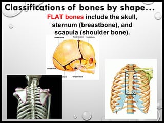 173-Anatomy-skeletal-information-for.ppt