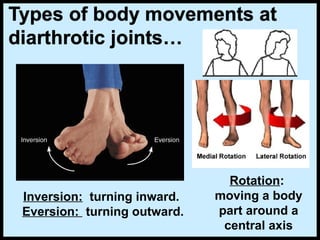 Method Of Inverting Rotation 173-Anatomy-skeletal.ppt a | PPT