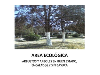 AREA ECOLÓGICA
ARBUSTOS Y ARBOLES EN BUEN ESTADO,
     ENCALADOS Y SIN BASURA
 