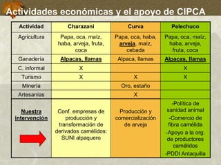 Actividades económicas y el apoyo de CIPCA
Actividad Charazani Curva Pelechuco
Agricultura Papa, oca, maíz,
haba, arveja, fruta,
coca
Papa, oca, haba,
arveja, maíz,
cebada
Papa, oca, maíz,
haba, arveja,
fruta, coca
Ganadería Alpacas, llamas Alpaca, llamas Alpacas, llamas
C. informal X X
Turismo X X X
Minería Oro, estaño
Artesanías X
Nuestra
intervención
Conf. empresas de
producción y
transformación de
derivados camélidos:
SUNI alpaquero
Producción y
comercialización
de arveja
-Política de
sanidad animal
-Comercio de
fibra camélida
-Apoyo a la org.
de productores
camélidos
-PDDI Antaquilla
 