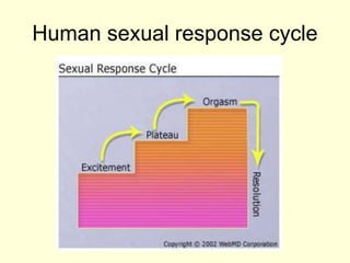 Human sexual response cycle
 