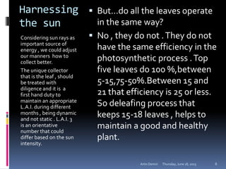Harnessing
the sun
Considering sun rays as
important source of
energy , we could adjust
our manners how to
collect better.
The unique collector
that is the leaf , should
be treated with
diligence and it is a
first hand duty to
maintain an appropriate
L.A.I. during different
months , being dynamic
and not static . L.A.I. 3
is an orientative
number that could
differ based on the sun
intensity.
 But…do all the leaves operate
in the same way?
 No , they do not .They do not
have the same efficiency in the
photosynthetic process .Top
five leaves do 100 %,between
5-15,75-50%.Between 15 and
21 that efficiency is 25 or less.
So deleafing process that
keeps 15-18 leaves , helps to
maintain a good and healthy
plant.
Thursday, June 18, 2015Artin Demiri 6
 