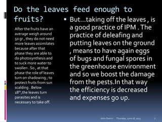 Do the leaves feed enough to
fruits?
After the fruits have an
average weigh around
50 gr , they do not need
more leaves assimilates
because after that
phase they are able to
do photosynthesis and
to suck more water to
swollen . So , at that
phase the role of leaves
turn on shadowing ; to
protect fruits from sun
scalding . Below
18th,the leaves turn
parasites and is
necessary to take off.
 But…taking off the leaves , is
a good practice of IPM .The
practice of deleafing and
putting leaves on the ground
, means to have again eggs
of bugs and fungal spores in
the greenhouse environment
and so we boost the damage
from the pests.In that way
the efficiency is decreased
and expenses go up.
Thursday, June 18, 2015Artin Demiri 7
 
