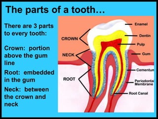 There are 3 parts
to every tooth:
Crown: portion
above the gum
line
Root: embedded
in the gum
Neck: between
the crown and
neck
The parts of a tooth…
 