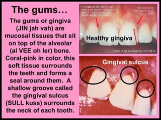 The gums…
The gums or gingiva
(JIN jah vah) are
mucosal tissues that sit
on top of the alveolar
(al VEE oh ler) bone.
Coral-pink in color, this
soft tissue surrounds
the teeth and forms a
seal around them. A
shallow groove called
the gingival sulcus
(SULL kuss) surrounds
the neck of each tooth.
Gingival sulcus
Healthy gingiva
 