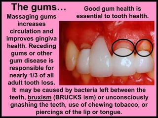 The gums…
Massaging gums
increases
circulation and
improves gingiva
health. Receding
gums or other
gum disease is
responsible for
nearly 1/3 of all
adult tooth loss.
Good gum health is
essential to tooth health.
It may be caused by bacteria left between the
teeth, bruxism (BRUCKS ism) or unconsciously
gnashing the teeth, use of chewing tobacco, or
piercings of the lip or tongue.
 