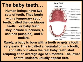 The baby teeth…
Human beings have two
sets of teeth. They begin
with a temporary set of
teeth, called the deciduous
teeth… or baby teeth.
They include 8 incisors, 4
canines (cuspids), and 8
molars.
Rarely, a baby is born with a tooth or gets a tooth
very early. This is called a neonatal or milk tooth,
and falls out when the real baby teeth start
erupting at an average age of 8 months. The lower
central incisors usually appear first.
 
