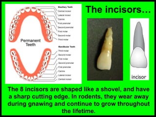 The incisors…
The 8 incisors are shaped like a shovel, and have
a sharp cutting edge. In rodents, they wear away
during gnawing and continue to grow throughout
the lifetime.
 