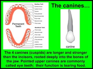 The canines…
The 4 canines (cuspids) are longer and stronger
than the incisors, rooted deeply into the bones of
the jaw. Pointed upper canines are commonly
called eye teeth; their function is tearing food.
 
