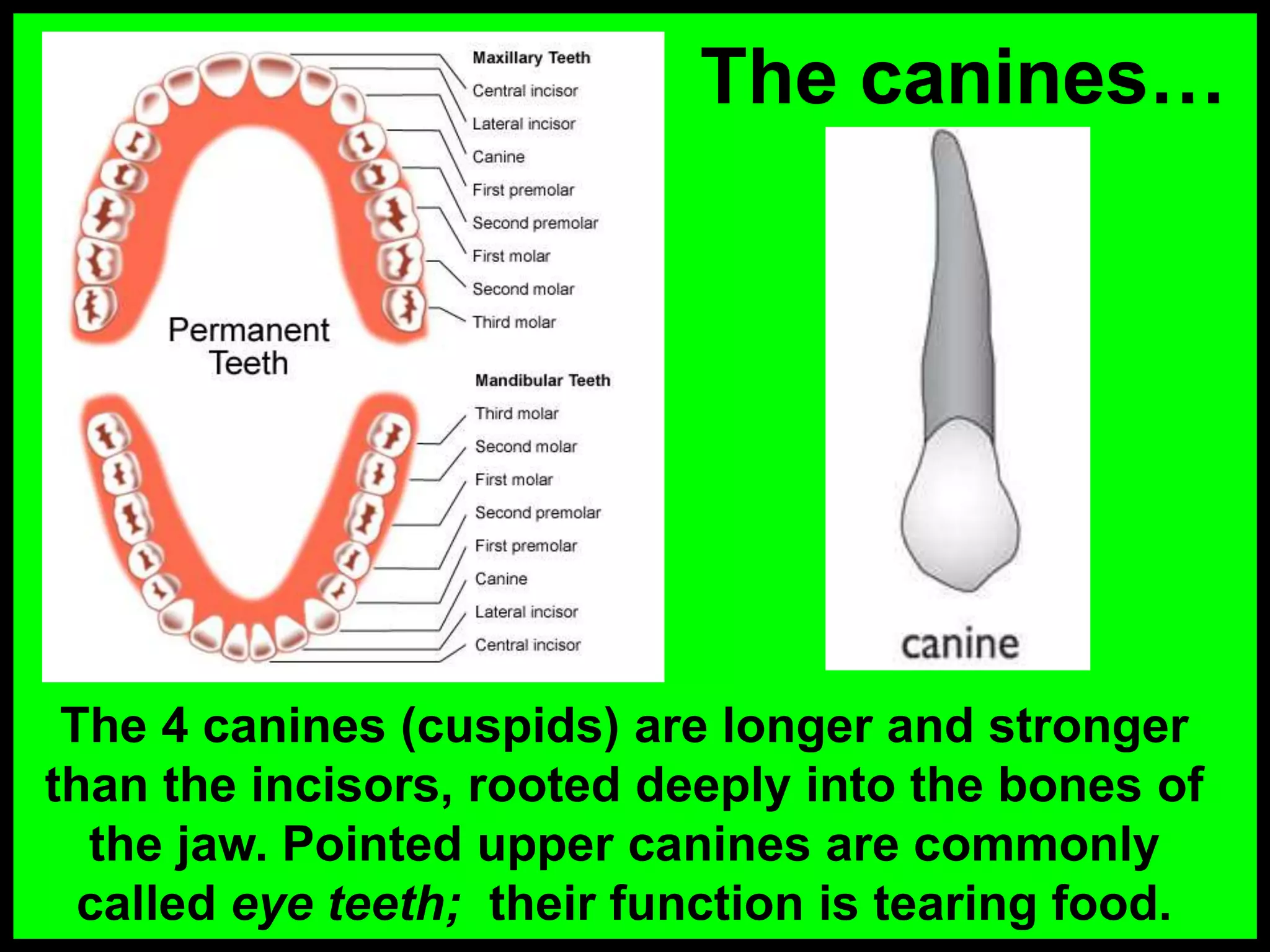 174-Anatomy-Teeth-and-Gums.ppt