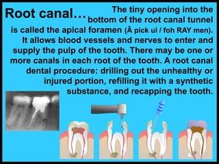 174-Anatomy-Teeth-and-Gums.ppt