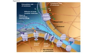 Figure 5.1-9
Phospholipid
Cholesterol
Microfilaments
of cytoskeleton
Extracellular side
of membrane
Fibers of
extracellular
matrices (ECM)
Cytoplasmic side
of membrane
O2
CO2
Diffusion of small
nonpolar molecules
Enzyme
Attachment
protein
Receptor
protein
Channel
protein
Active
transport
protein ATP
Junction
protein
Glyco-
protein
Junction
protein
Enzyme
 