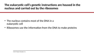 The eukaryotic cell’s genetic instructions are housed in the
nucleus and carried out by the ribosomes
• The nucleus contains most of the DNA in a
eukaryotic cell
• Ribosomes use the information from the DNA to make proteins
© 2014 Pearson Education, Inc.
 
