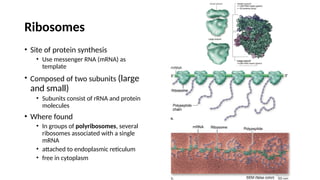 Ribosomes
• Site of protein synthesis
• Use messenger RNA (mRNA) as
template
• Composed of two subunits (large
and small)
• Subunits consist of rRNA and protein
molecules
• Where found
• In groups of polyribosomes, several
ribosomes associated with a single
mRNA
• attached to endoplasmic reticulum
• free in cytoplasm
 