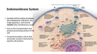 Copyright © The McGraw-Hill Companies, Inc. Permission required for reproduction or display.
plasma
membrane
secretion
enzyme
lysosome
contains digestive enzymes
that break down worn-out
cell parts or substances
entering the cell at the
plasma membrane
secretory vesicle
fuses with the plasma
membrane as secretion
occurs
Golgi apparatus
modifies lipids and proteins
from the ER; sorts them
and packages them in
vesicles
transport vesicle
shuttles lipids to various
locations such as the
Golgi apparatus
lipid
transport vesicle
shuttles proteins to
various locations such as
the Golgi apparatus
protein
ribosome
rough endoplasmic reticulum
folds and processes proteins
and packages them in vesicles;
vesicles commonly go to
the Golgi apparatus
Nucleus
smooth endoplasmic
reticulum
synthesizes lipids and
also per forms various
other functions
incoming vesicle
brings substances into
the cell that are digested
when the vesicle fuses
with a lysosome
Endomembrane System
• Consists of the nuclear envelope,
the endoplasmic reticulum, the
Golgi apparatus, and several
vesicles (tiny membranous sacs)
• Acts as the transportation and
product-processing section of the
cell
• Compartmentalizes cell so that
enzymatic reaction restricted to
specific cell sections
 