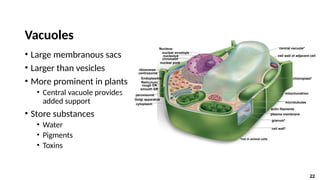 22
Vacuoles
• Large membranous sacs
• Larger than vesicles
• More prominent in plants
• Central vacuole provides
added support
• Store substances
• Water
• Pigments
• Toxins
central vacuole*
smooth ER
cytoplasm
*not in animal cells
cell wall*
cell wall of adjacent cell
chloroplast*
mitochondrion
microtubules
plasma membrane
actin filaments
granum*
ribosomes
rough ER
Endoplasmic
Reticulum:
centrosome
Nucleus:
nuclear envelope
chromatin
nuclear pore
Golgi apparatus
peroxisome
nucleolus
 