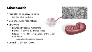 Mitochondria
• Found in all eukaryotic cells
• Including plants and algae
• Site of cellular respiration
• Structure
• Bounded by double membrane
• Matrix—the inner fluid-filled space
• Cristae—formed by invaginations of the inner
membrane
• Invaginations increase surface area
• Contain their own DNA
 
