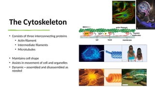 The Cytoskeleton
• Consists of three interconnecting proteins
• Actin filament
• Intermediate filaments
• Microtubules
• Maintains cell shape
• Assists in movement of cell and organelles
• Dynamic—assembled and disassembled as
needed
 