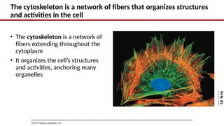 The cytoskeleton is a network of fibers that organizes structures
and activities in the cell
• The cytoskeleton is a network of
fibers extending throughout the
cytoplasm
• It organizes the cell’s structures
and activities, anchoring many
organelles
© 2014 Pearson Education, Inc.
10
m
 